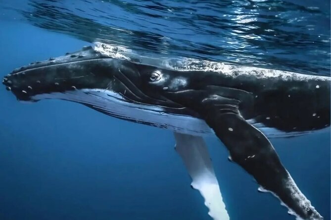 Watch and Swim with Humpback Whales in Moorea - What happens when you get the whale call