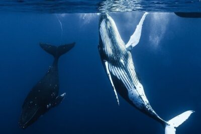 Watch and Swim with Humpback Whales in Moorea - Timing and the 4-hour flow from start to finish