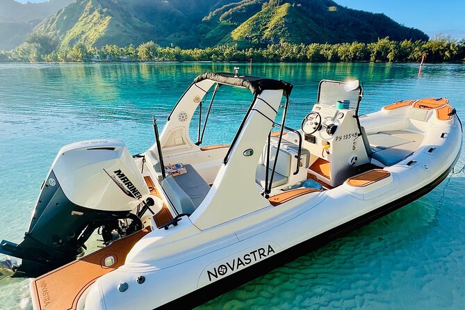 Watch and Swim with Humpback Whales in Moorea - Group size, comfort, and who this fits best