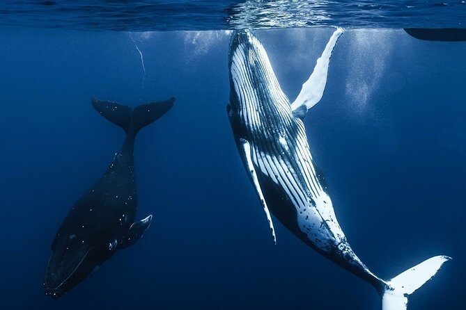 Watch and Swim with Humpback Whales in Moorea - Timing and the 4-hour flow from start to finish