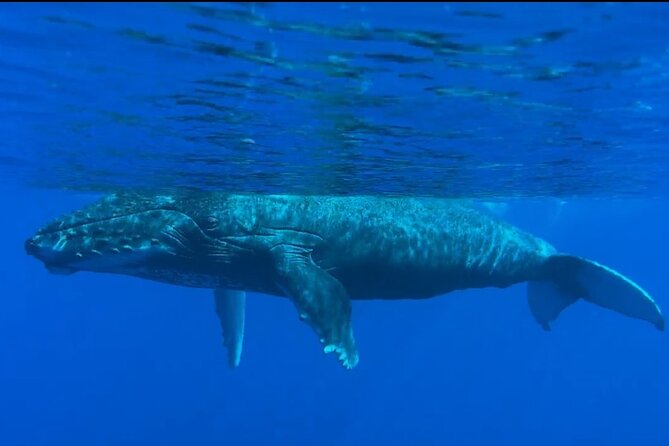 West Maui Sunset Whale Watch - Whale behavior talk: what the guides are actually doing for you
