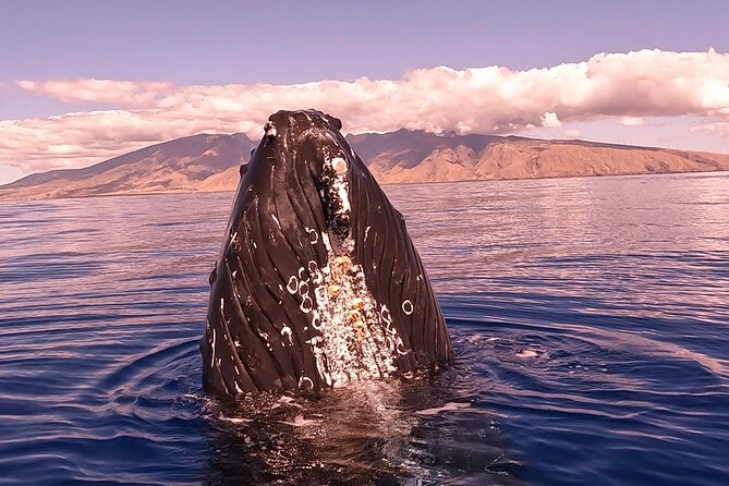 West Maui Sunset Whale Watch - The boat setup: 360-degree views plus room to move