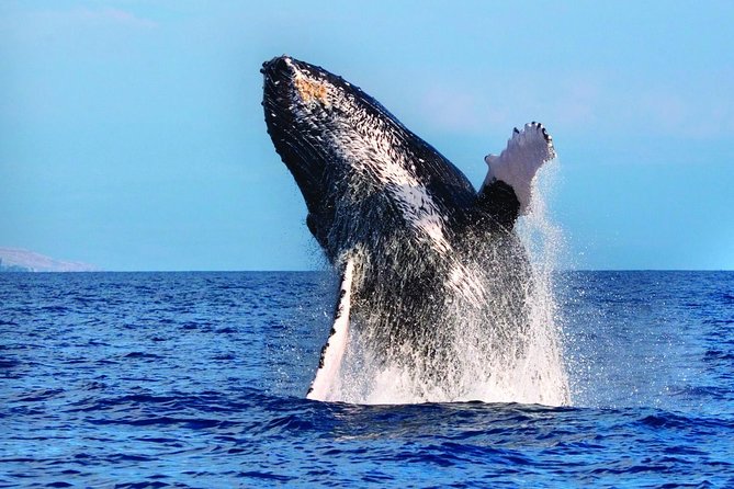 West Oahu Deluxe Whale Watching Sail - Getting to Waiʻanae Harbor and making the 1:30 pm timing work