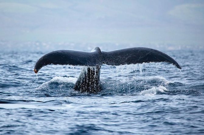 West Oahu Deluxe Whale Watching Sail - Waianae coast views: the trip still feels worth it if whales are shy