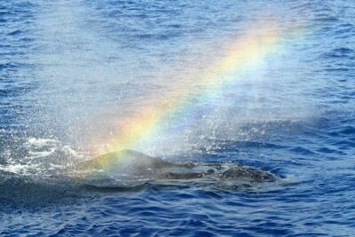 West Oahu Deluxe Whale Watching Sail - Why the West Oahu route improves your odds for humpbacks