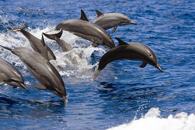 West Oahu Deluxe Whale Watching Sail - What you’ll experience on the water during the 2-hour sail