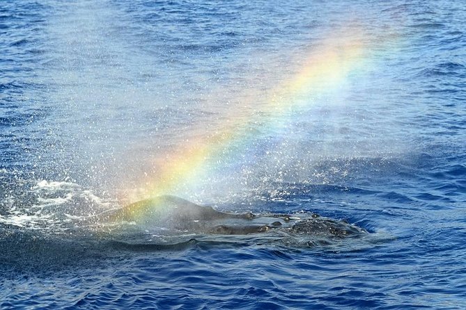 West Oahu Deluxe Whale Watching Sail - Why the West Oahu route improves your odds for humpbacks