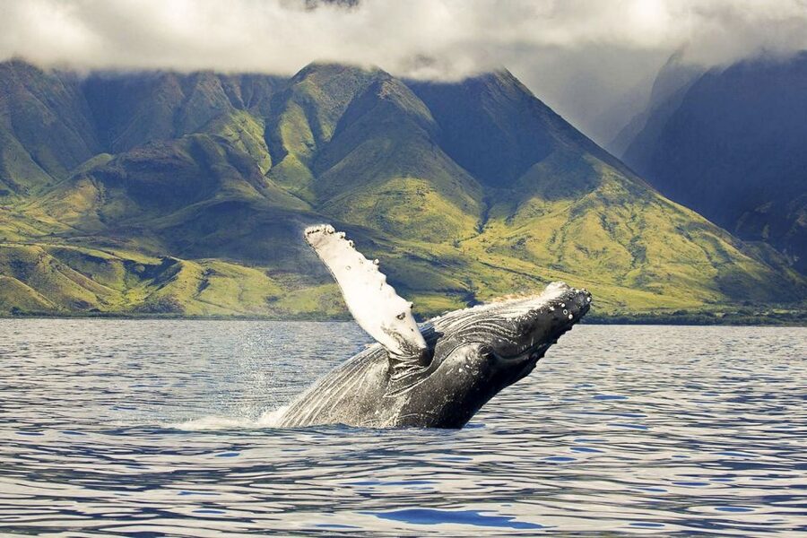 West Oahu: Eco-Friendly Whale Watching Cruise - Key points at a glance
