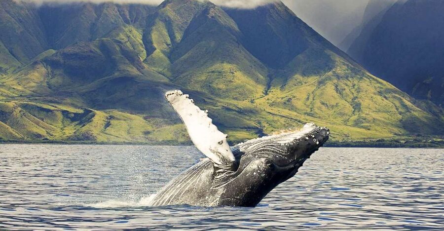 West Oahu: Eco-Friendly Whale Watching Cruise - Where the cruise starts: Wai‘anae Small Boat Harbor basecamp