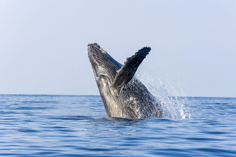 West Oahu: Eco-Friendly Whale Watching Cruise - The whale-spotting game plan: what you’ll actually look for