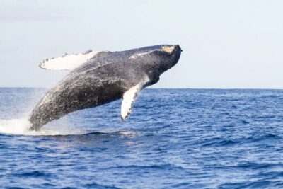 West Oahu: Eco-Friendly Whale Watching Cruise - Boarding the boat: how to choose your view and stay comfortable