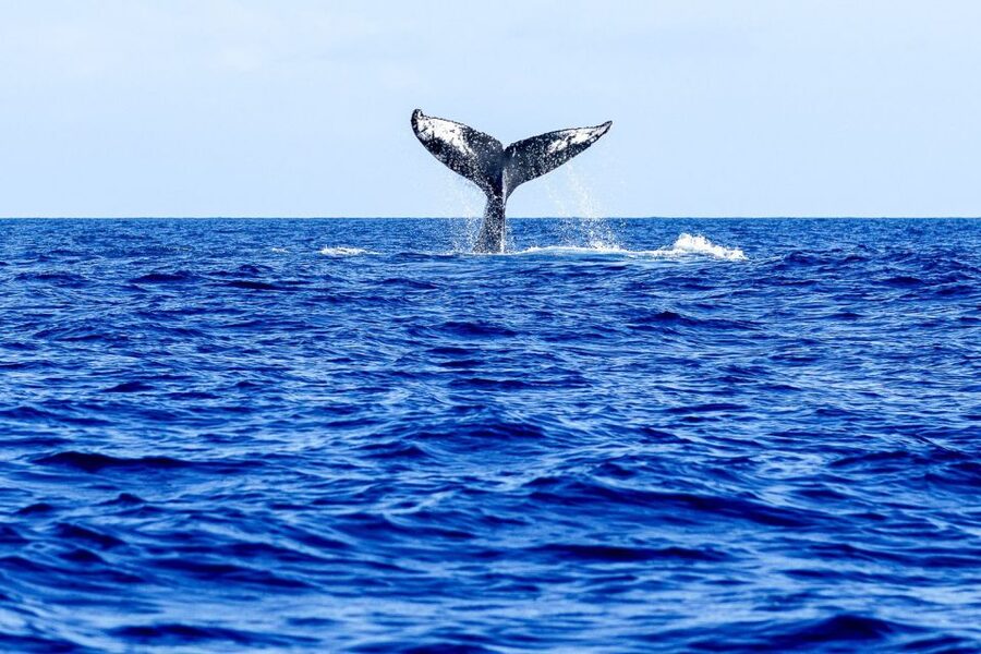 West Oahu: Eco-Friendly Whale Watching Cruise - Pricing and value: is $89 for 2 hours actually fair?