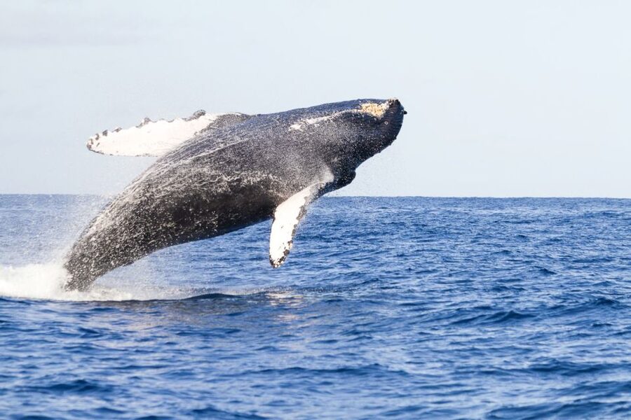 West Oahu: Eco-Friendly Whale Watching Cruise - Boarding the boat: how to choose your view and stay comfortable