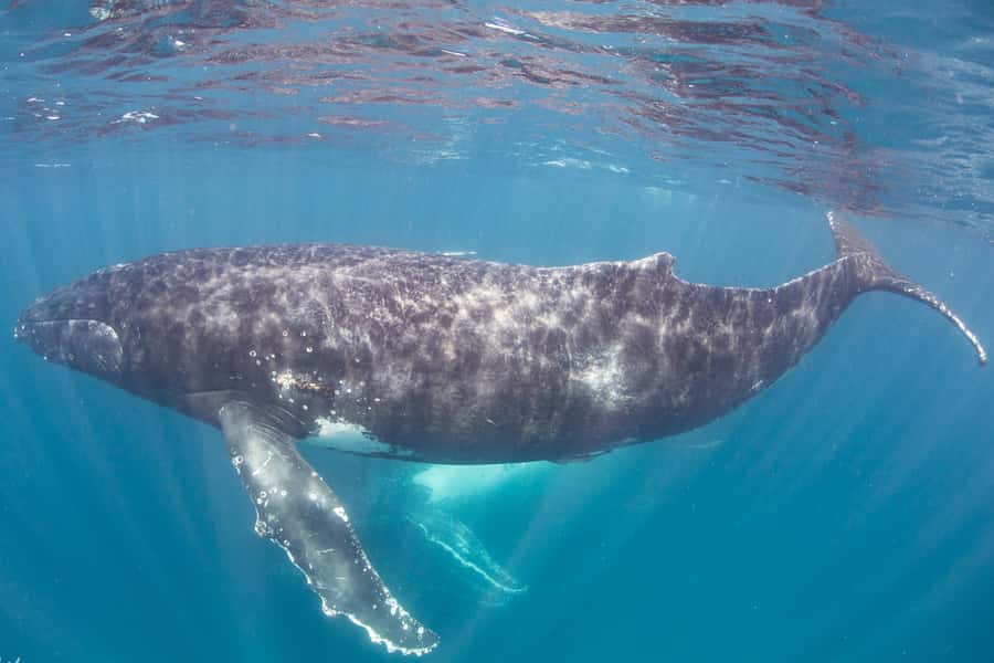 Western Australia: Swim with Humpback Whales - Key things to know before you go
