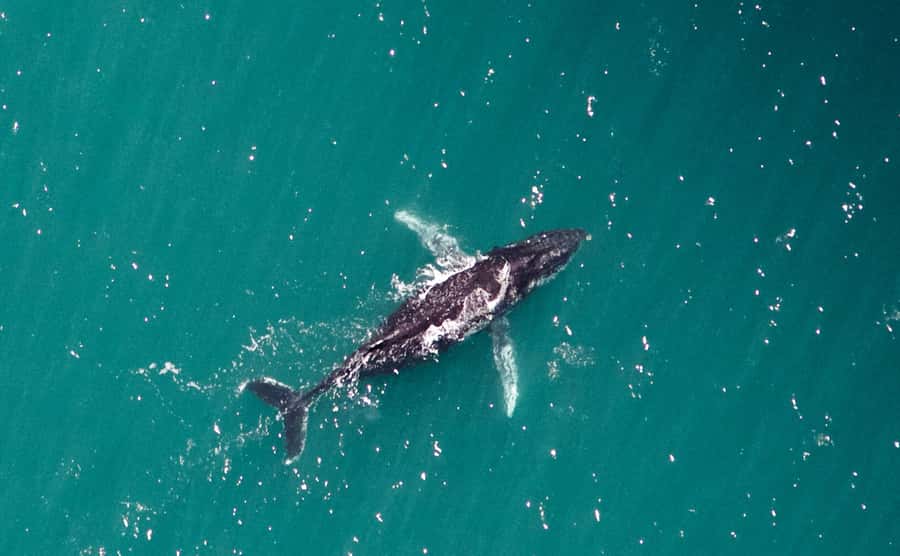 Western Australia: Swim with Humpback Whales - Coral Bay start: meeting point, boat energy, and time on the water