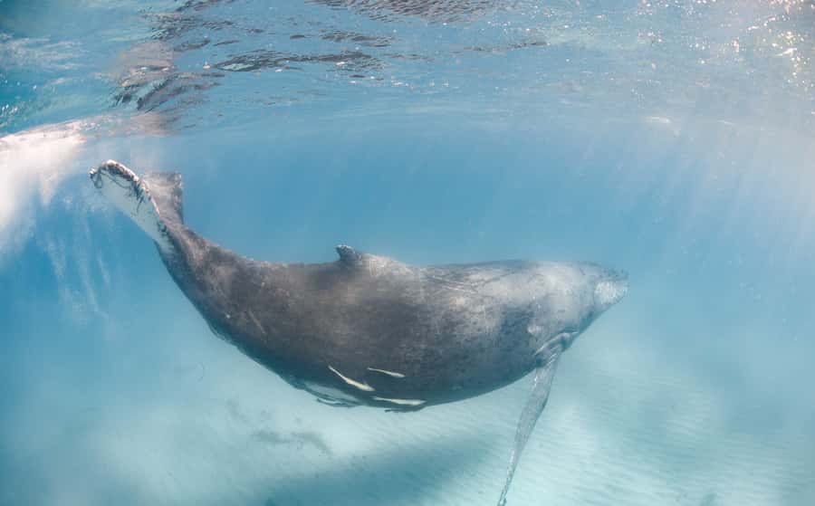 Western Australia: Swim with Humpback Whales - Heading out for humpback whales: open-ocean spotting and your expectations