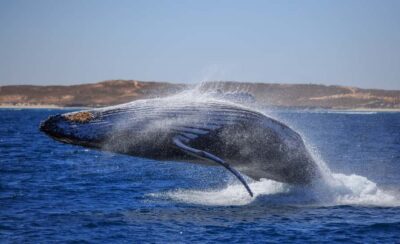 Western Australia: Swim with Humpback Whales - First snorkeling on Ningaloo: turtles, reef sharks, and that calm-water thrill