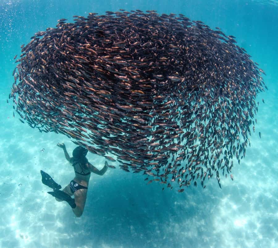 Western Australia: Swim with Humpback Whales - The marine-life “bonus layer” beyond whales