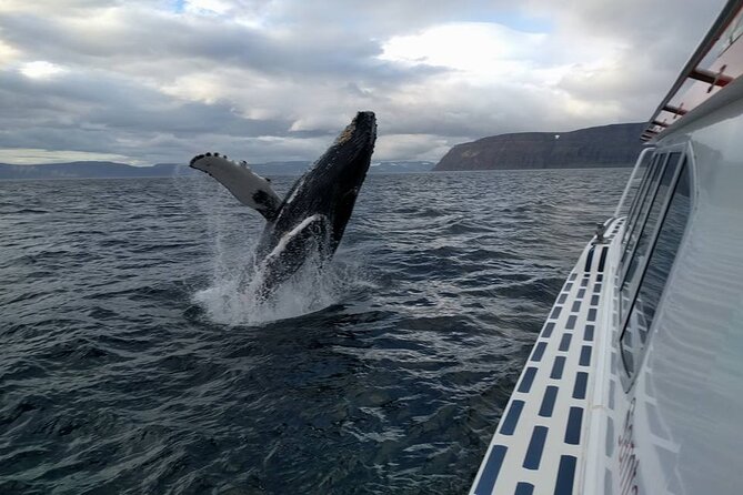 Westfjords Whale Watching - Getting to the Westfjords whale tour in Ísafjörður
