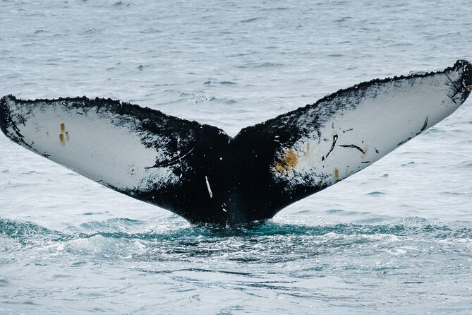Westfjords Whale Watching - Stop in Ísafjarðardjúp: how the search actually plays out