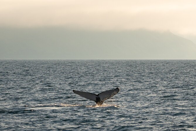 Westfjords Whale Watching - Guides and specialists: why the talk on deck matters
