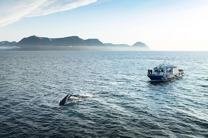 Westfjords Whale Watching - Price and value: does $113.68 make sense?