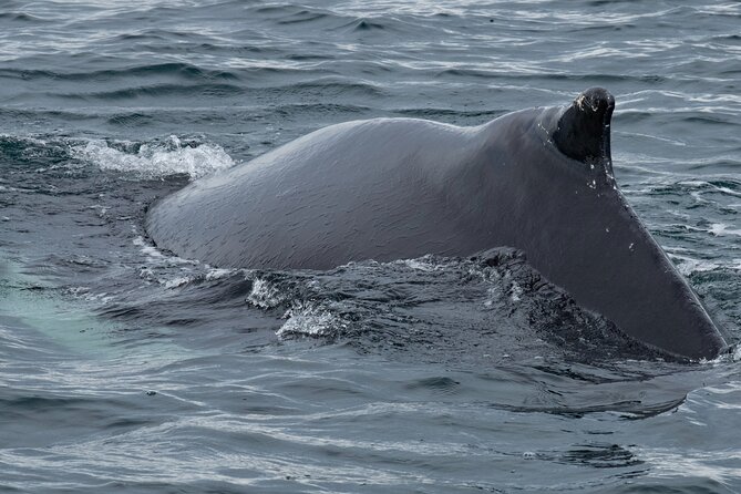 Westfjords Whale Watching - Weather, cancellations, and the one-boat fear