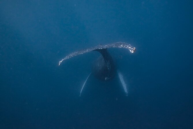 Whale and Dive Combo Tour in Los Cabos - Quick take: whale watching plus reefs, run with a tight group