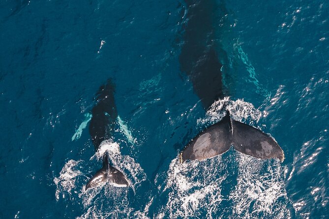 Whale and Dive Combo Tour in Los Cabos - Key points I’d plan around before you go