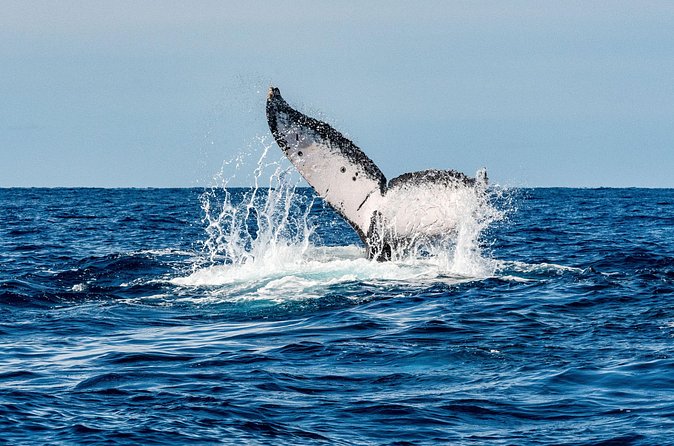 Whale and Dive Combo Tour in Los Cabos - Small brunch and scenic bay time: not just a filler break