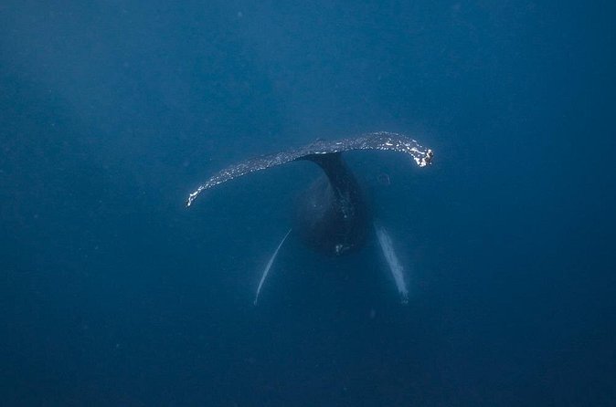 Whale and Dive Combo Tour in Los Cabos - Underwater session 1: wildlife heavy, with support built in