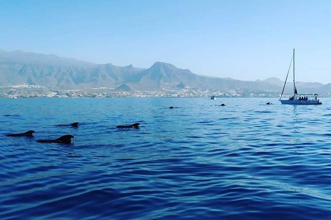Whale and Dolphin Small Group Sailing from Tenerife South - Who This Trip Fits Best (And Who Might Want a Different Option)