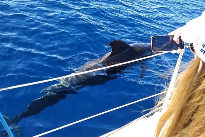 Whale and Dolphin Small Group Sailing from Tenerife South - Offshore Pilot Whales: Why the Route Usually Starts Farther Out