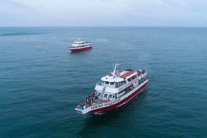 Whale and Dolphin Watching Cruise from Cape May - Key Things That Matter on This Cape May Cruise