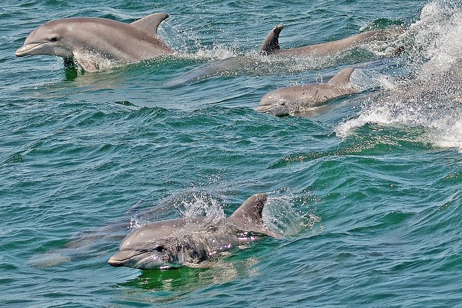 Whale and Dolphin Watching Cruise from Cape May - The Live Naturalist Commentary That Actually Helps You Spot Wildlife