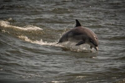 Whale and Dolphin Watching Cruise from Cape May - Picking Your Seat: Upper Deck Views vs Indoors Comfort