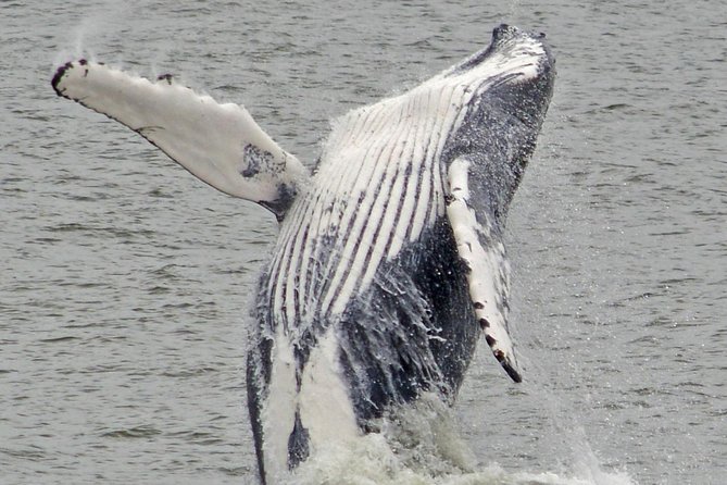 Whale and Dolphin Watching Cruise from Cape May - Snacks, Restrooms, and the On-Board Comfort Stuff