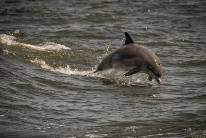 Whale and Dolphin Watching Cruise from Cape May - Picking Your Seat: Upper Deck Views vs Indoors Comfort