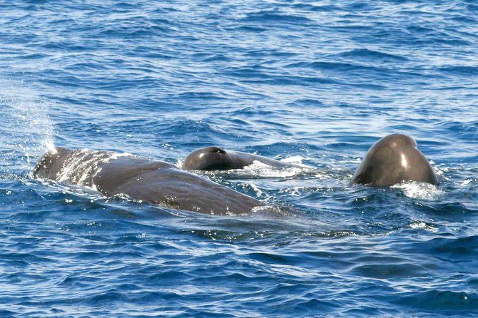 Whale and Dolphin Watching Cruise in St Lucia - Captain Mike’s 3–3.5 Hours of Wildlife Time in St Lucia