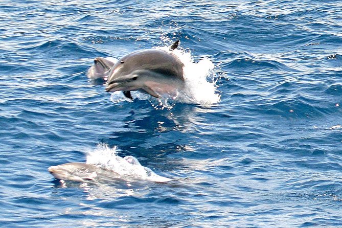Whale and Dolphin Watching Cruise in St Lucia - What I Like Most (and What to Watch Out For)
