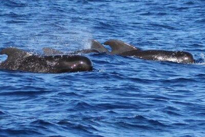 Whale and Dolphin Watching Cruise in St Lucia - The Key Things That Make This Cruise Worth Your Morning