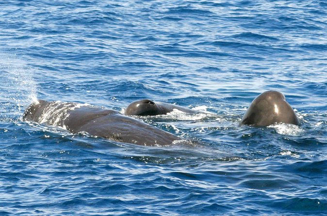 Whale and Dolphin Watching Cruise in St Lucia - The Wildlife Targets: What You’re Looking For