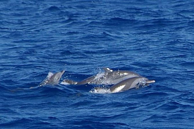 Whale and Dolphin Watching Cruise in St Lucia - How to Increase Your Odds (Without Pretending It’s in Your Control)