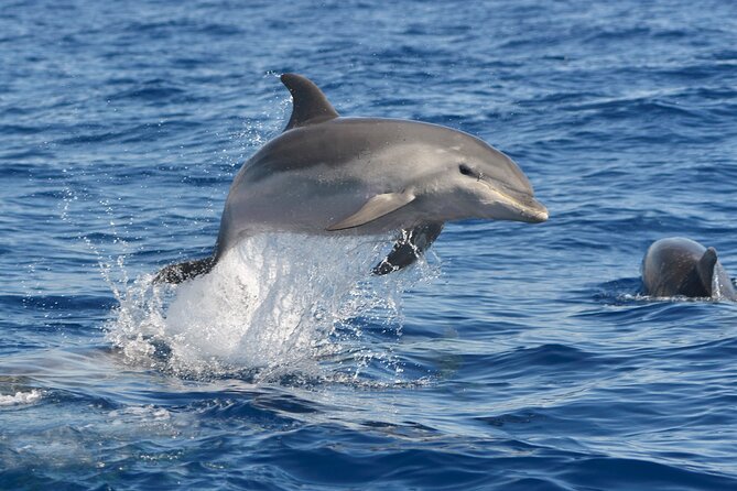 Whale and Dolphin Watching EcoAdventure in Tenerife - What to Bring (and What You Can Skip)