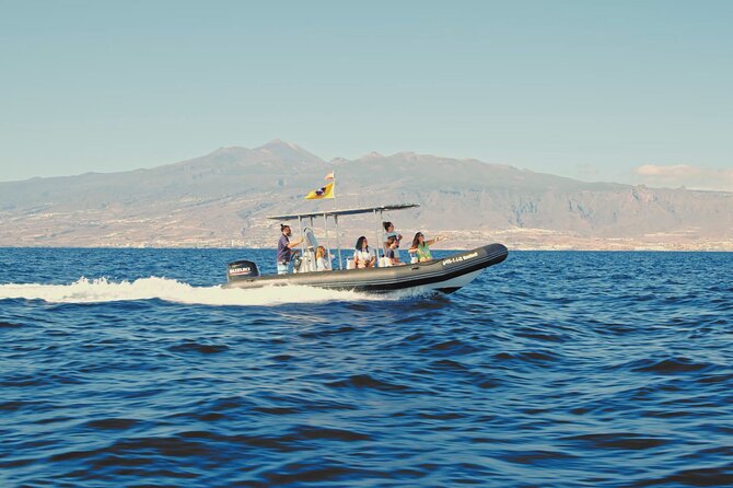 Whale and Dolphin Watching EcoAdventure in Tenerife - Is It Good Value at About $65 for Two Hours?