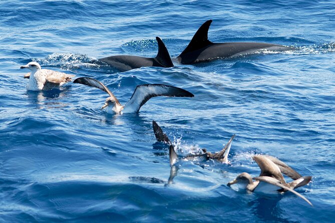 Whale and Dolphin Watching EcoAdventure in Tenerife - Who Should Book This (and Who Might Not)