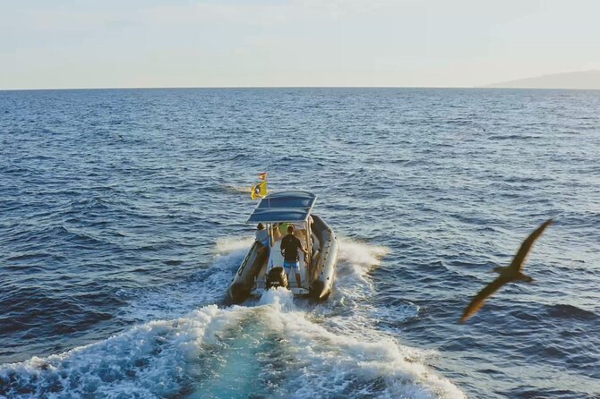 Whale and Dolphin Watching EcoAdventure in Tenerife - The 2-Hour Cruise That Feels Faster (Because You’re Engaged)