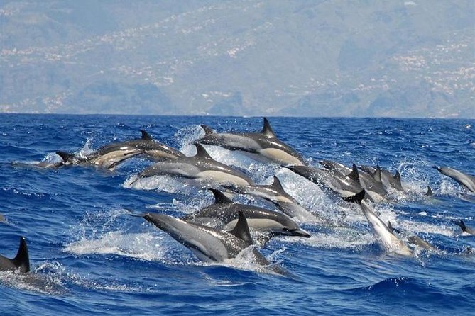 Whale and Dolphin Watching in Calheta, Madeira Island - Key Things I’d Put on Your Radar