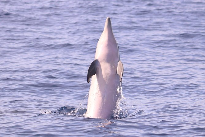 Whale and Dolphin Watching in Calheta, Madeira Island - What Makes This Trip Work: Spotter-Led Searching on Madeira