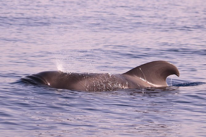 Whale and Dolphin Watching in Calheta, Madeira Island - From the Deck: What You’ll Experience When Dolphins and Whales Are Nearby